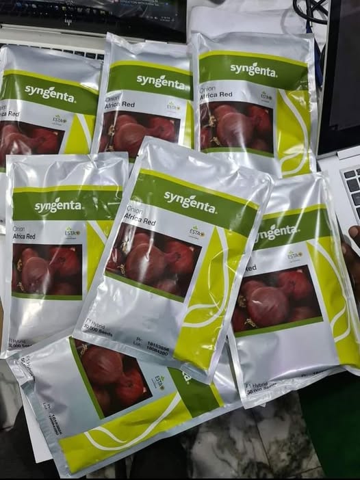 Africa Red F1 Onion Seeds Kenya | High-Yield Short Day Red Onion - Kilimokona