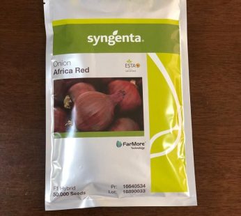 Africa Red F1 Onion Seeds Kenya | High-Yield Short Day Red Onion