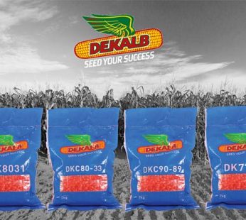 DK777 Hybrid Maize 2Kg | High-Yield Transitional Maize Seed