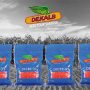 Buy DK777 Hybrid Maize 2Kg | High-Yield Transitional Maize Seed