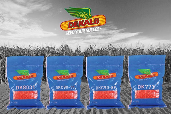 Buy DK777 Hybrid Maize 2Kg | High-Yield Transitional Maize Seed