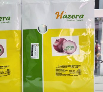 Neptune F1 Onion Seeds Kenya | High-Yield Short Day Red Onion