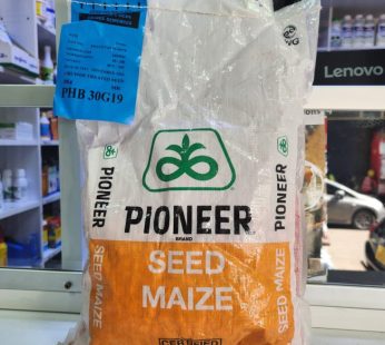Pioneer PHB 30G19 Maize 2Kg | High-Yield White Hybrid Seed