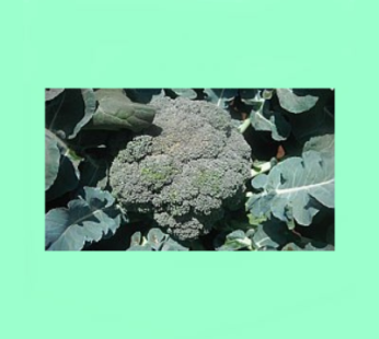 Brocolli CONDE F1 – 10 Grams