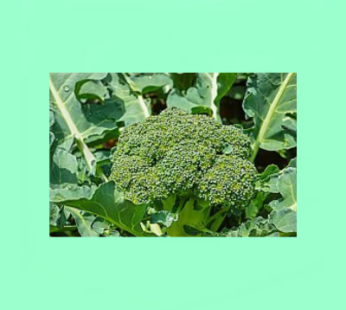 Brocolli Calabrese