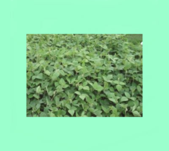 Desmodium Green Leaf
