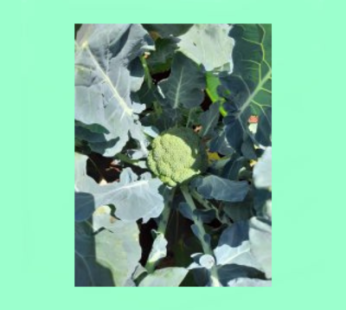 Destiny F1 Broccoli