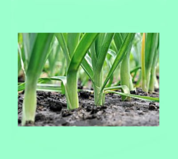 Leeks Carentan