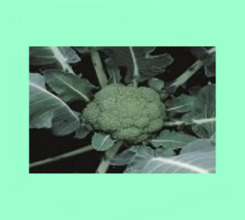 Montop – 2500 Seeds
